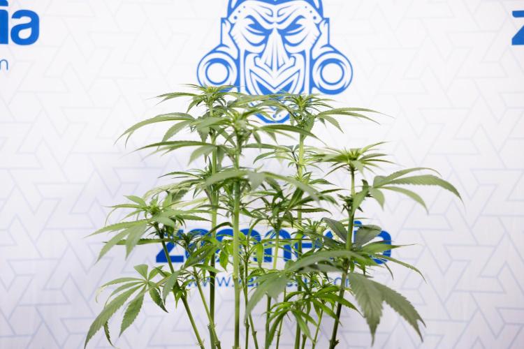 Power Plant - Zamnesia & B&B. Week 9 - Power Plant #1 - Topping - 2nd Week Bloom