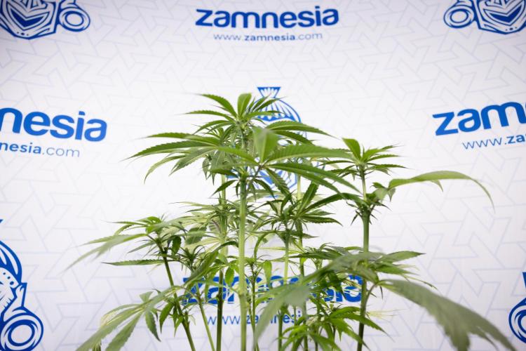 Power Plant - Zamnesia & B&B. Week 9 - Power Plant #1 - Topping - 2nd Week Bloom