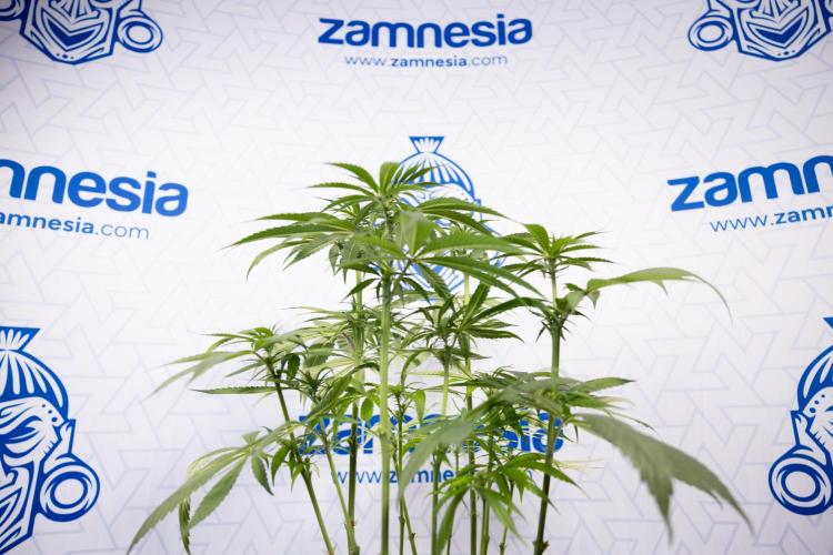 Power Plant - Zamnesia & B&B. Week 9 - Power Plant #1 - Topping - 2nd Week Bloom