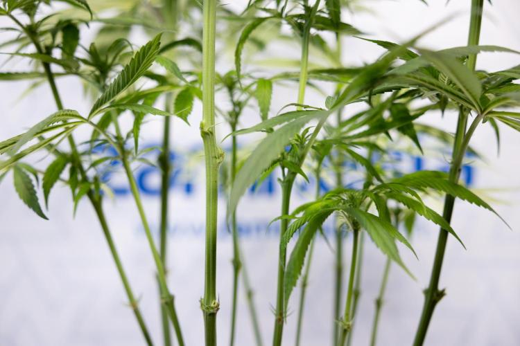 Power Plant - Zamnesia & B&B. Week 9 - Power Plant #1 - Topping - 2nd Week Bloom