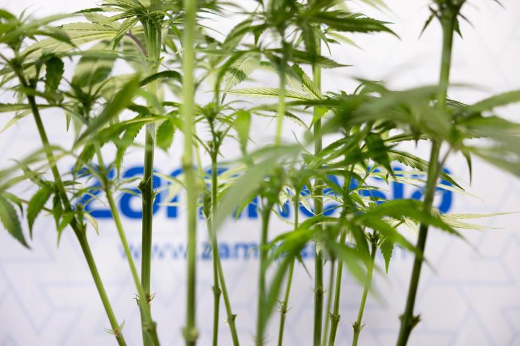 Power Plant - Zamnesia & B&B. Week 9 - Power Plant #1 - Topping - 2nd Week Bloom