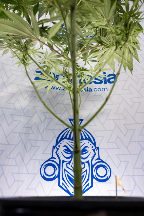 Georgia Pie #3 - Zamnesia x B&B. Week 7 - Georgia Pie #3 - No Techniques - 2nd+ Week Bloom