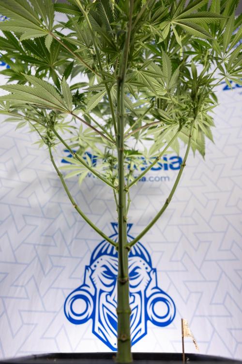 Georgia Pie #3 - Zamnesia x B&B. Week 7 - Georgia Pie #3 - No Techniques - 2nd+ Week Bloom