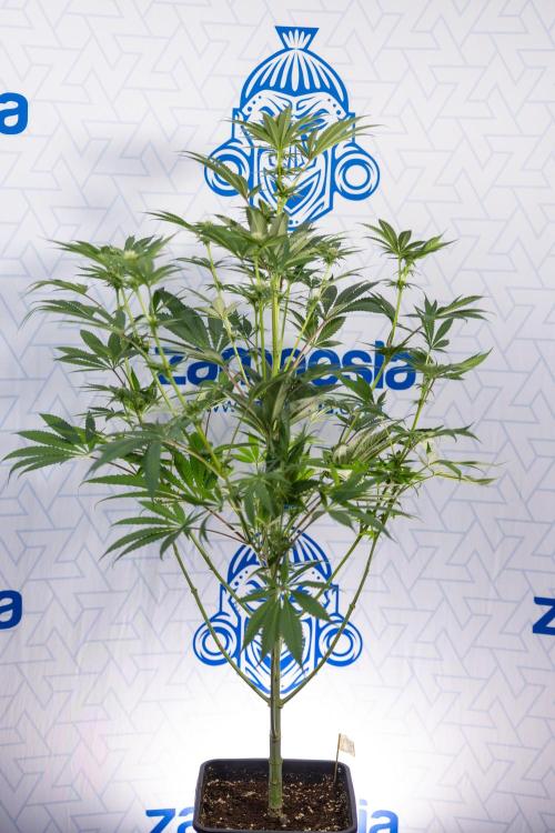 Georgia Pie #3 - Zamnesia x B&B. Week 7 - Georgia Pie #3 - No Techniques - 2nd+ Week Bloom