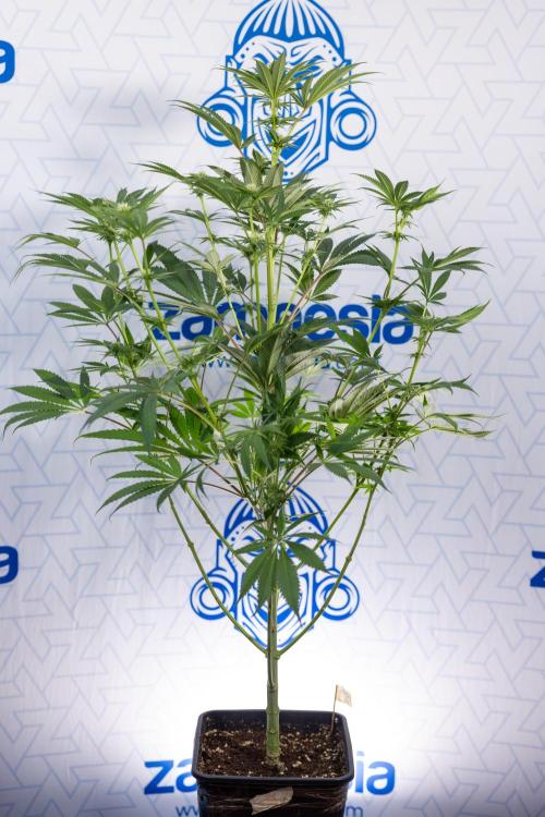 Georgia Pie #3 - Zamnesia x B&B. Week 7 - Georgia Pie #3 - No Techniques - 2nd+ Week Bloom