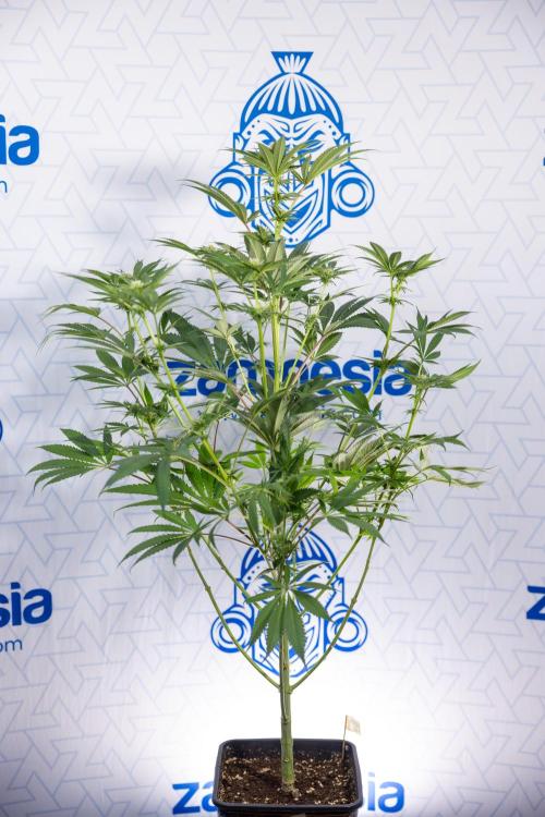 Georgia Pie #3 - Zamnesia x B&B. Week 7 - Georgia Pie #3 - No Techniques - 2nd+ Week Bloom