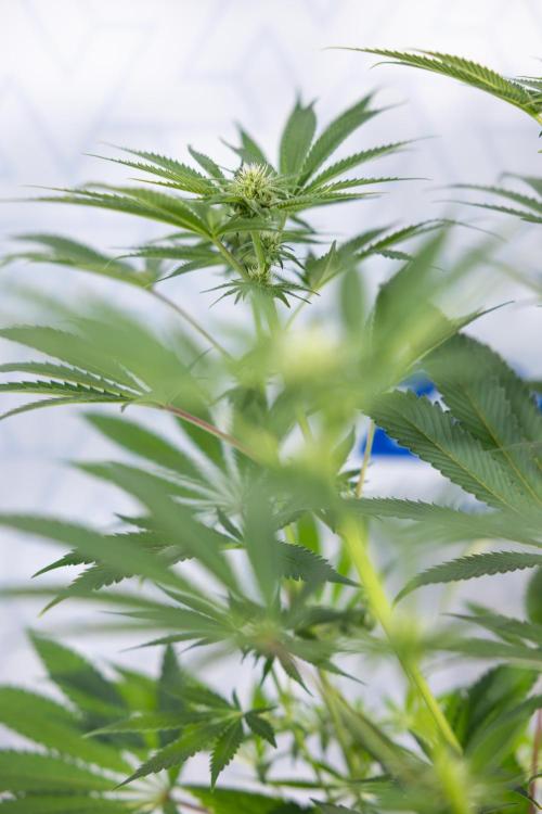 Georgia Pie #3 - Zamnesia x B&B. Week 7 - Georgia Pie #3 - No Techniques - 2nd+ Week Bloom