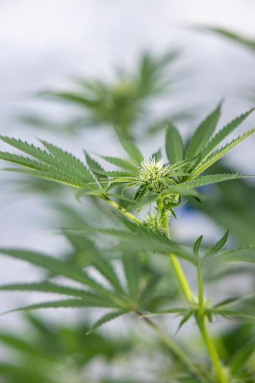 Georgia Pie #3 - Zamnesia x B&B. Week 7 - Georgia Pie #3 - No Techniques - 2nd+ Week Bloom