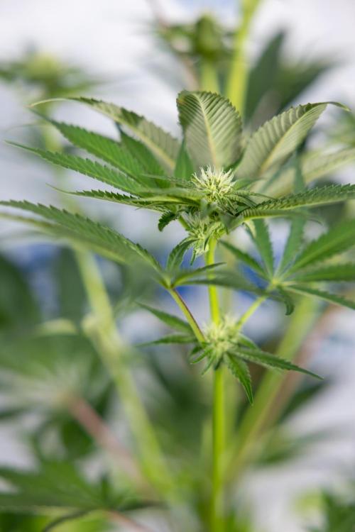 Georgia Pie #3 - Zamnesia x B&B. Week 7 - Georgia Pie #3 - No Techniques - 2nd+ Week Bloom