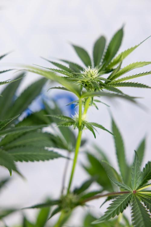 Georgia Pie #3 - Zamnesia x B&B. Week 7 - Georgia Pie #3 - No Techniques - 2nd+ Week Bloom