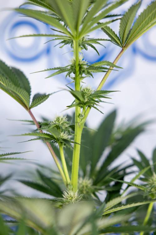 Georgia Pie #3 - Zamnesia x B&B. Week 7 - Georgia Pie #3 - No Techniques - 2nd+ Week Bloom