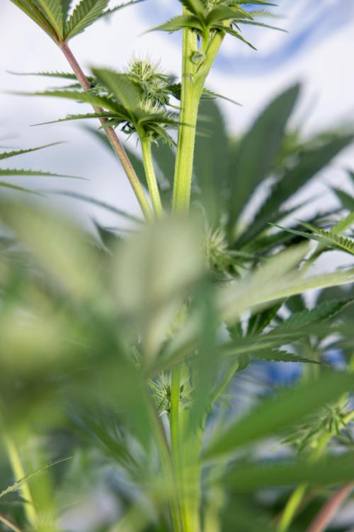 Georgia Pie #3 - Zamnesia x B&B. Week 7 - Georgia Pie #3 - No Techniques - 2nd+ Week Bloom