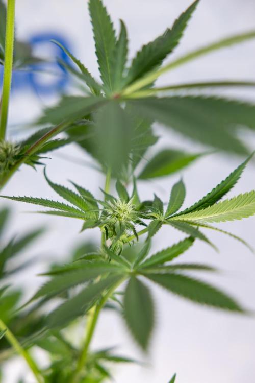 Georgia Pie #3 - Zamnesia x B&B. Week 7 - Georgia Pie #3 - No Techniques - 2nd+ Week Bloom