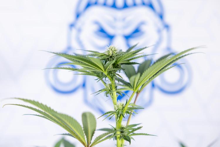 Georgia Pie #3 - Zamnesia x B&B. Week 7 - Georgia Pie #3 - No Techniques - 2nd+ Week Bloom