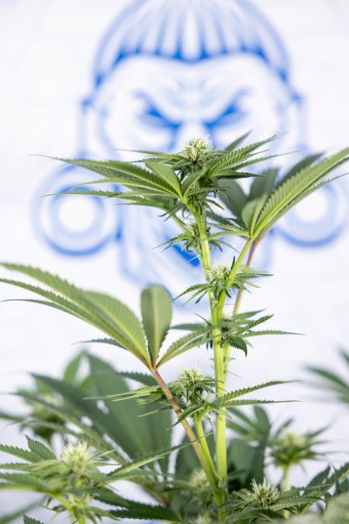 Georgia Pie #3 - Zamnesia x B&B. Week 7 - Georgia Pie #3 - No Techniques - 2nd+ Week Bloom