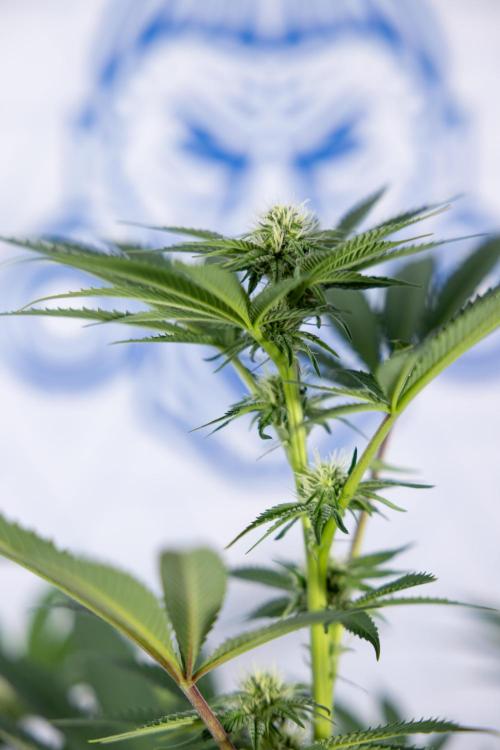 Georgia Pie #3 - Zamnesia x B&B. Week 7 - Georgia Pie #3 - No Techniques - 2nd+ Week Bloom