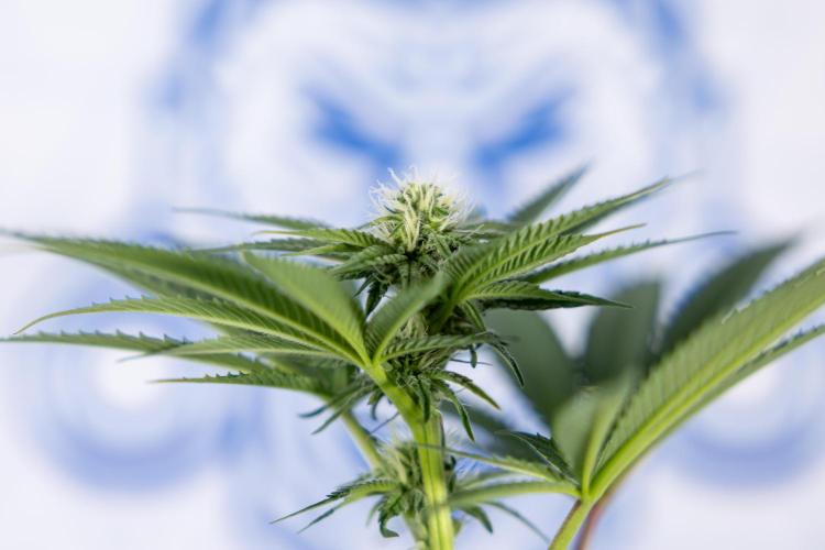 Georgia Pie #3 - Zamnesia x B&B. Week 7 - Georgia Pie #3 - No Techniques - 2nd+ Week Bloom