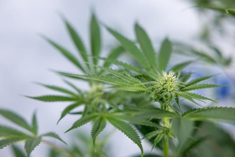 Georgia Pie #3 - Zamnesia x B&B. Week 7 - Georgia Pie #3 - No Techniques - 2nd+ Week Bloom