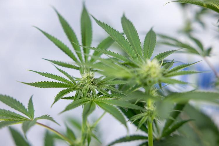 Georgia Pie #3 - Zamnesia x B&B. Week 7 - Georgia Pie #3 - No Techniques - 2nd+ Week Bloom