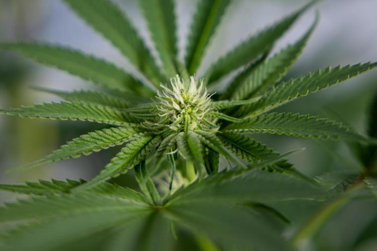 Georgia Pie #3 - Zamnesia x B&B. Week 7 - Georgia Pie #3 - No Techniques - 2nd+ Week Bloom