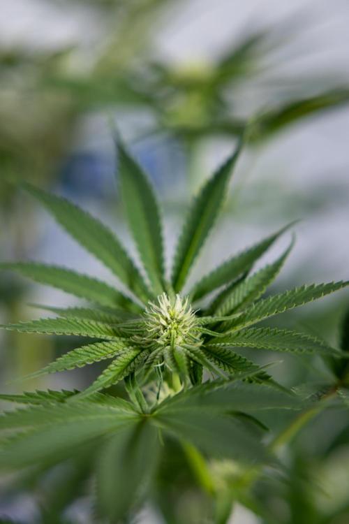 Georgia Pie #3 - Zamnesia x B&B. Week 7 - Georgia Pie #3 - No Techniques - 2nd+ Week Bloom