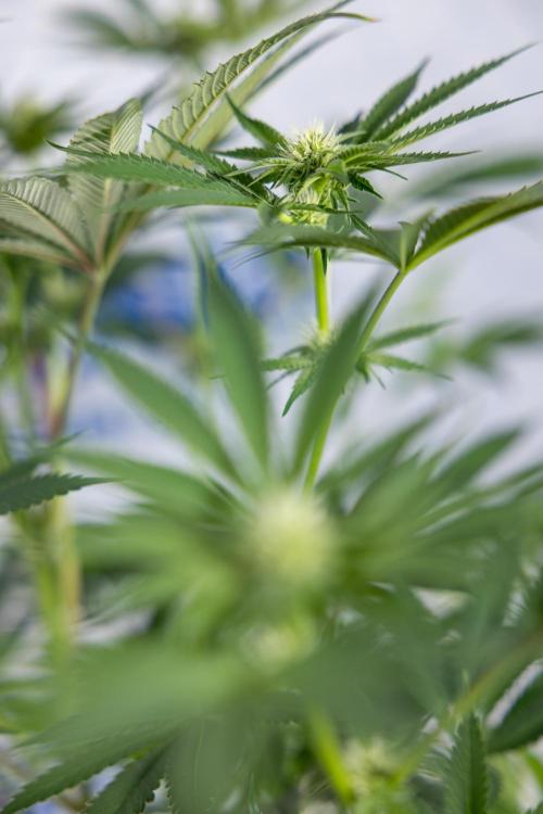 Georgia Pie #3 - Zamnesia x B&B. Week 7 - Georgia Pie #3 - No Techniques - 2nd+ Week Bloom