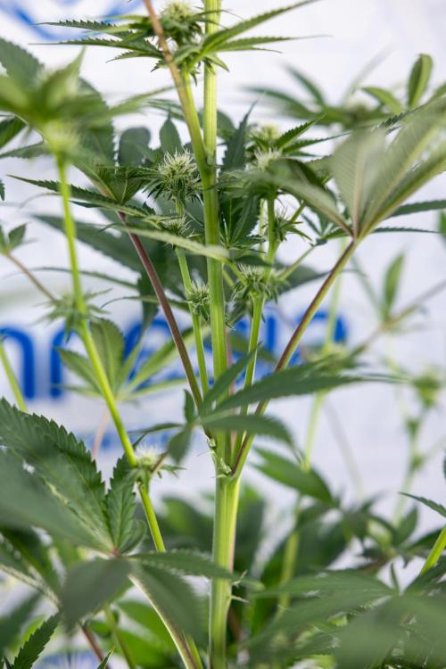 Georgia Pie #3 - Zamnesia x B&B. Week 7 - Georgia Pie #3 - No Techniques - 2nd+ Week Bloom