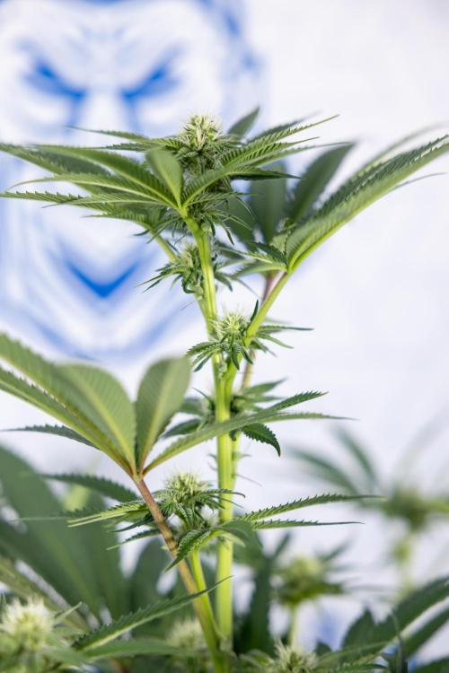 Georgia Pie #3 - Zamnesia x B&B. Week 7 - Georgia Pie #3 - No Techniques - 2nd+ Week Bloom