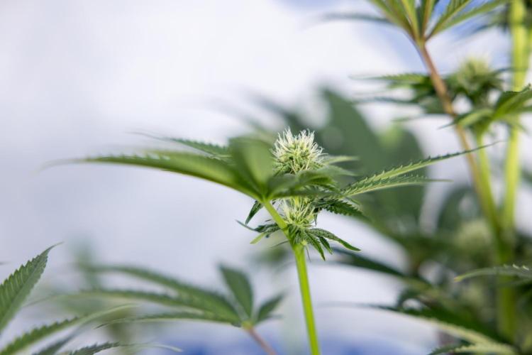 Georgia Pie #3 - Zamnesia x B&B. Week 7 - Georgia Pie #3 - No Techniques - 2nd+ Week Bloom