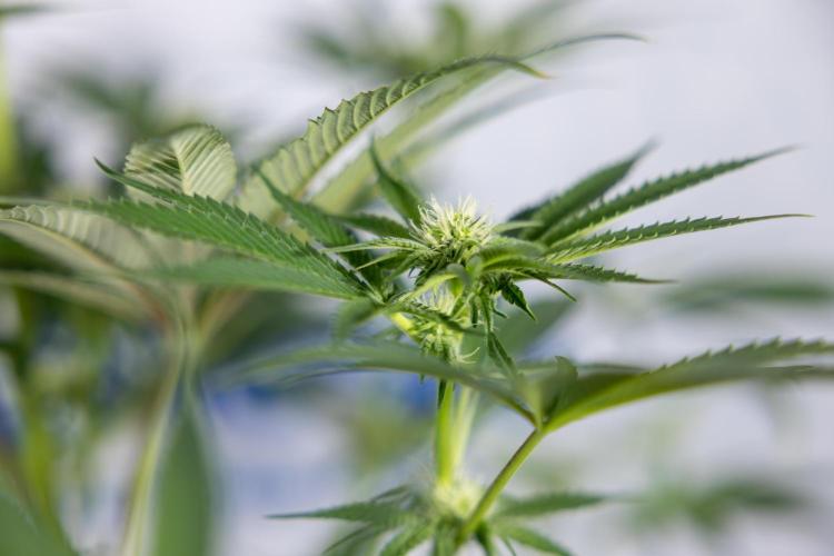 Georgia Pie #3 - Zamnesia x B&B. Week 7 - Georgia Pie #3 - No Techniques - 2nd+ Week Bloom