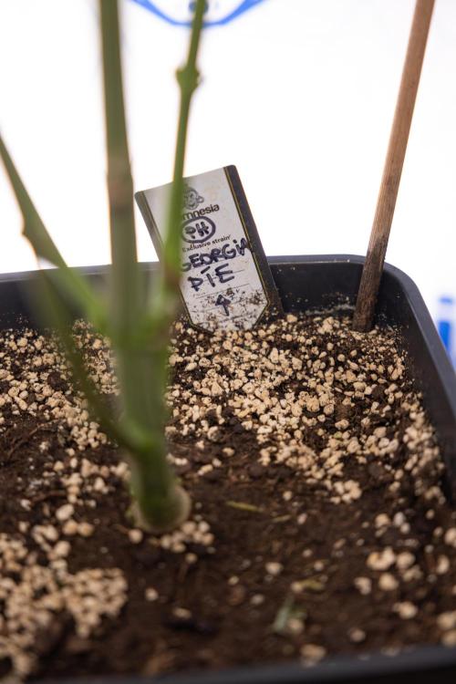 Georgia Pie #2 - Zamnesia x B&B. Week 9 - Georgia Pie #2 - 5th Week Bloom - No Techniques