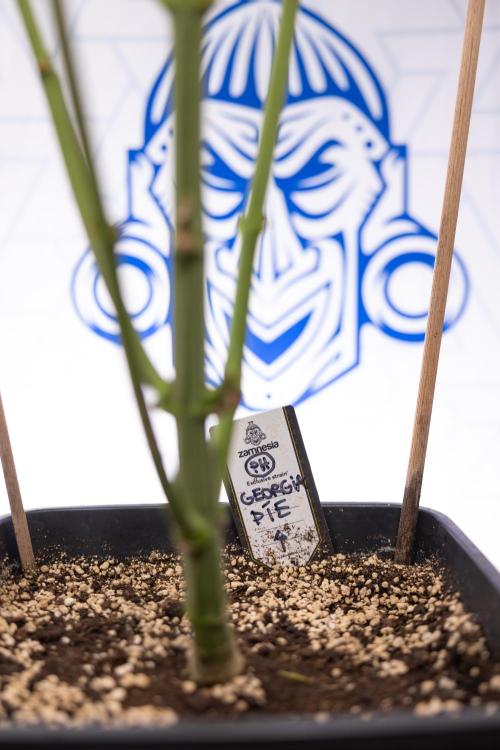 Georgia Pie #2 - Zamnesia x B&B. Week 9 - Georgia Pie #2 - 5th Week Bloom - No Techniques