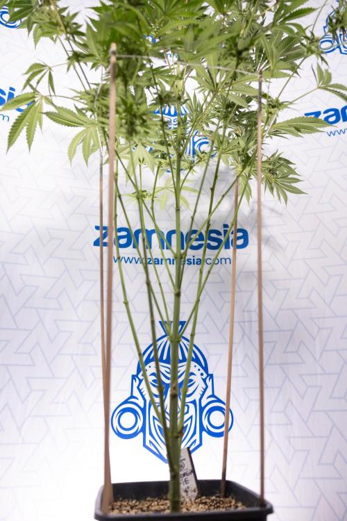 Georgia Pie #2 - Zamnesia x B&B. Week 9 - Georgia Pie #2 - 5th Week Bloom - No Techniques