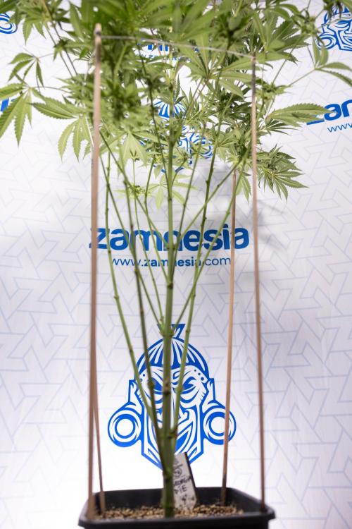 Georgia Pie #2 - Zamnesia x B&B. Week 9 - Georgia Pie #2 - 5th Week Bloom - No Techniques