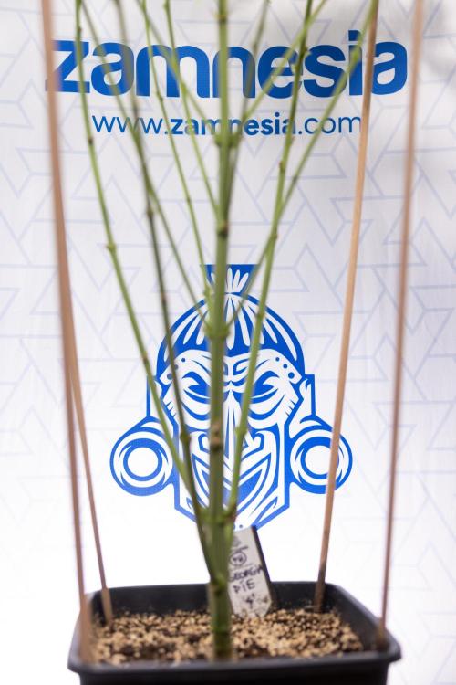 Georgia Pie #2 - Zamnesia x B&B. Week 9 - Georgia Pie #2 - 5th Week Bloom - No Techniques