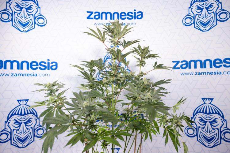 Georgia Pie #2 - Zamnesia x B&B. Week 9 - Georgia Pie #2 - 5th Week Bloom - No Techniques