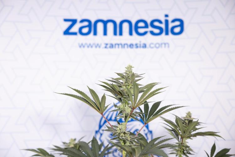 Georgia Pie #2 - Zamnesia x B&B. Week 9 - Georgia Pie #2 - 5th Week Bloom - No Techniques