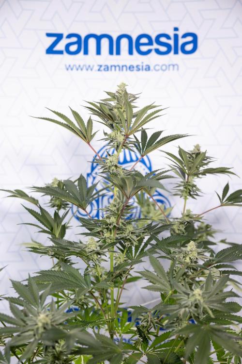 Georgia Pie #2 - Zamnesia x B&B. Week 9 - Georgia Pie #2 - 5th Week Bloom - No Techniques