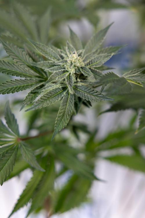 Georgia Pie #2 - Zamnesia x B&B. Week 9 - Georgia Pie #2 - 5th Week Bloom - No Techniques