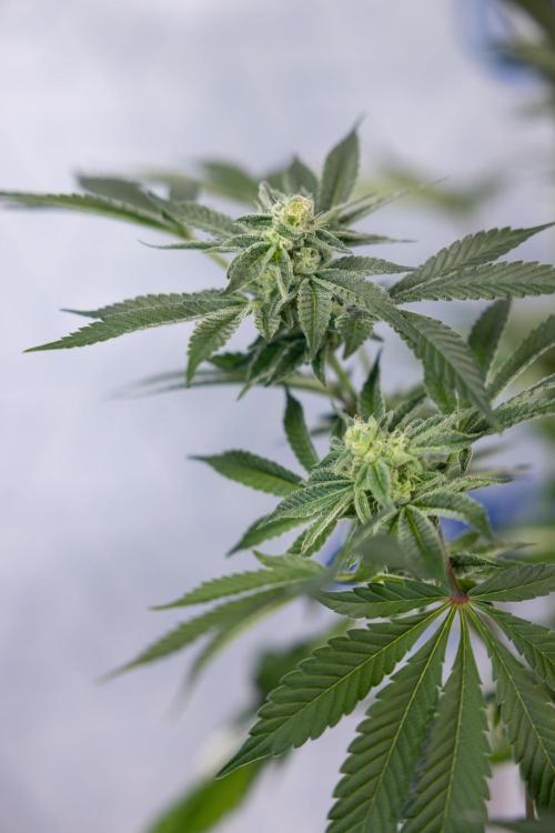 Georgia Pie #2 - Zamnesia x B&B. Week 9 - Georgia Pie #2 - 5th Week Bloom - No Techniques