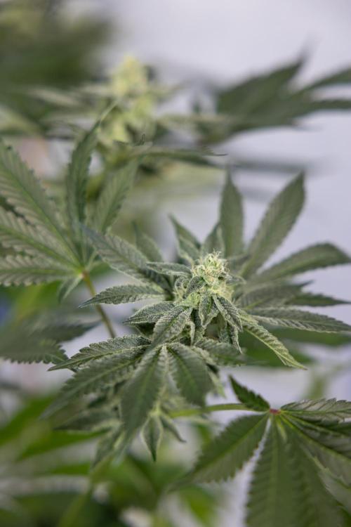 Georgia Pie #2 - Zamnesia x B&B. Week 9 - Georgia Pie #2 - 5th Week Bloom - No Techniques