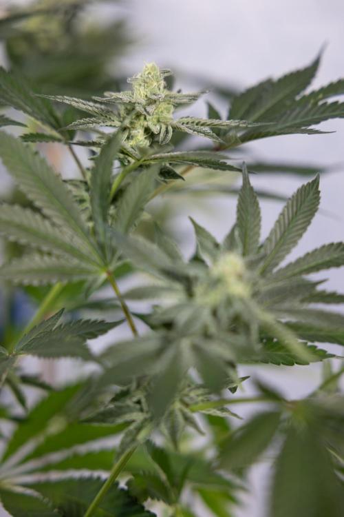 Georgia Pie #2 - Zamnesia x B&B. Week 9 - Georgia Pie #2 - 5th Week Bloom - No Techniques