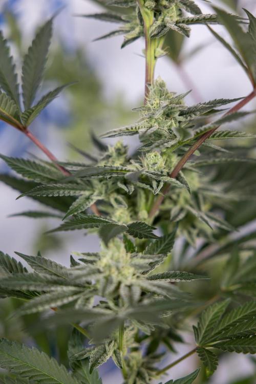 Georgia Pie #2 - Zamnesia x B&B. Week 9 - Georgia Pie #2 - 5th Week Bloom - No Techniques