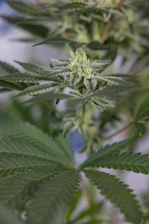 Georgia Pie #2 - Zamnesia x B&B. Week 9 - Georgia Pie #2 - 5th Week Bloom - No Techniques