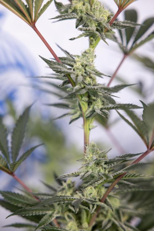 Georgia Pie #2 - Zamnesia x B&B. Week 9 - Georgia Pie #2 - 5th Week Bloom - No Techniques