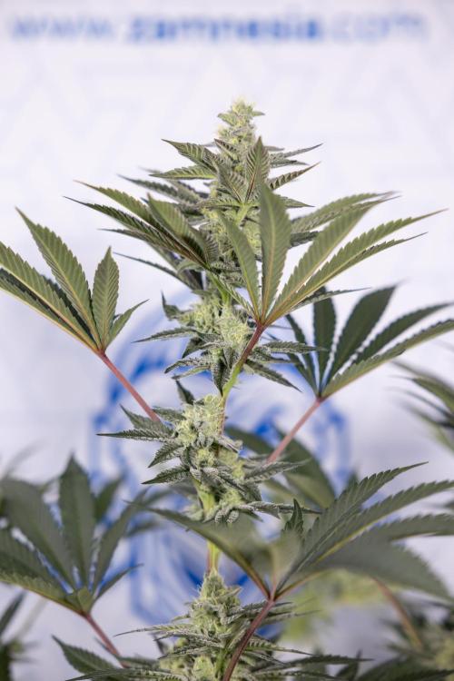 Georgia Pie #2 - Zamnesia x B&B. Week 9 - Georgia Pie #2 - 5th Week Bloom - No Techniques