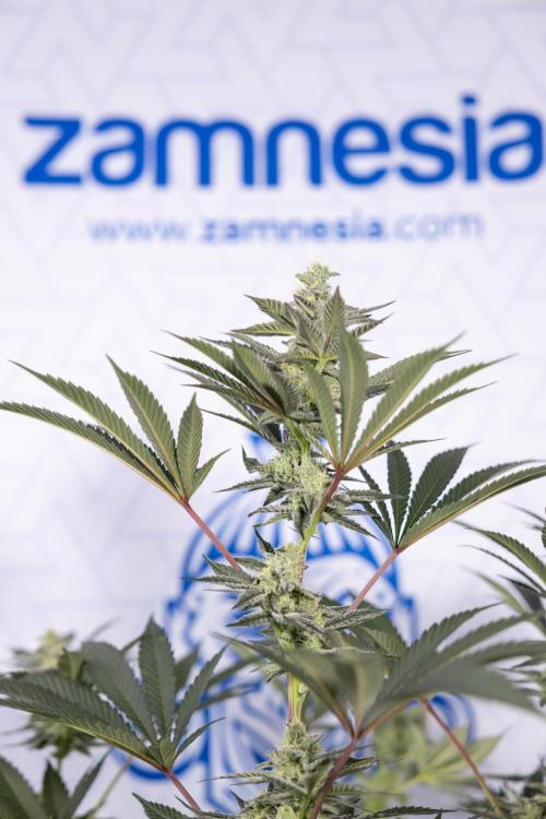 Georgia Pie #2 - Zamnesia x B&B. Week 9 - Georgia Pie #2 - 5th Week Bloom - No Techniques