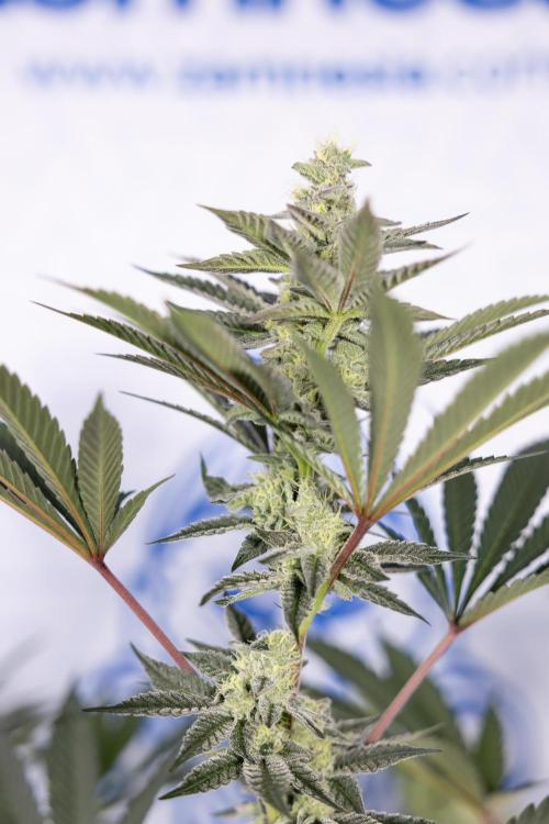 Georgia Pie #2 - Zamnesia x B&B. Week 9 - Georgia Pie #2 - 5th Week Bloom - No Techniques