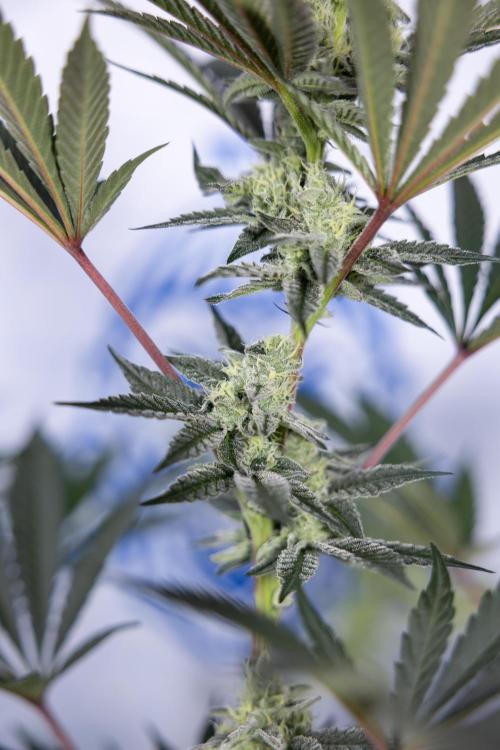 Georgia Pie #2 - Zamnesia x B&B. Week 9 - Georgia Pie #2 - 5th Week Bloom - No Techniques