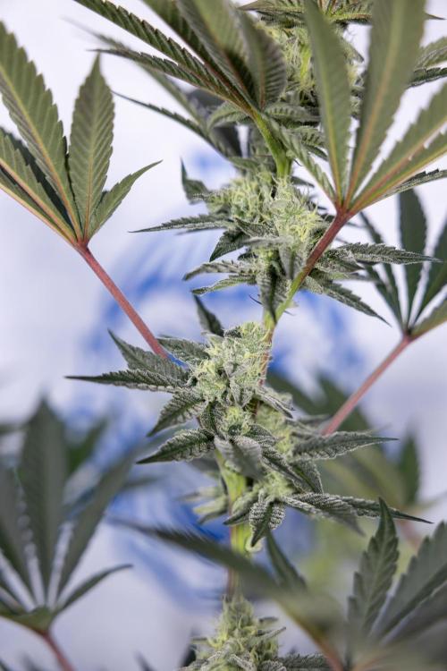 Georgia Pie #2 - Zamnesia x B&B. Week 9 - Georgia Pie #2 - 5th Week Bloom - No Techniques